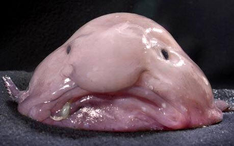 BlobFish